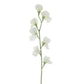 Ivory Sweet Pea Stem