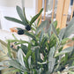 Olive Spray