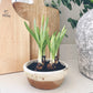 Antique Whitestone Dish Planter