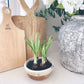 Antique Whitestone Dish Planter
